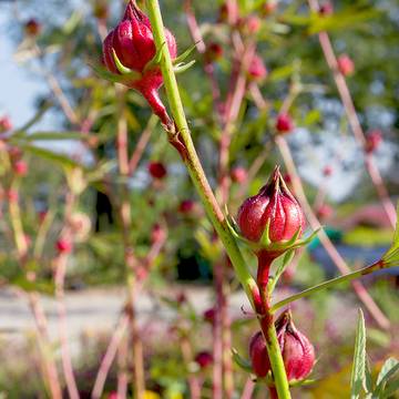 Hibiscus Calyces in a field