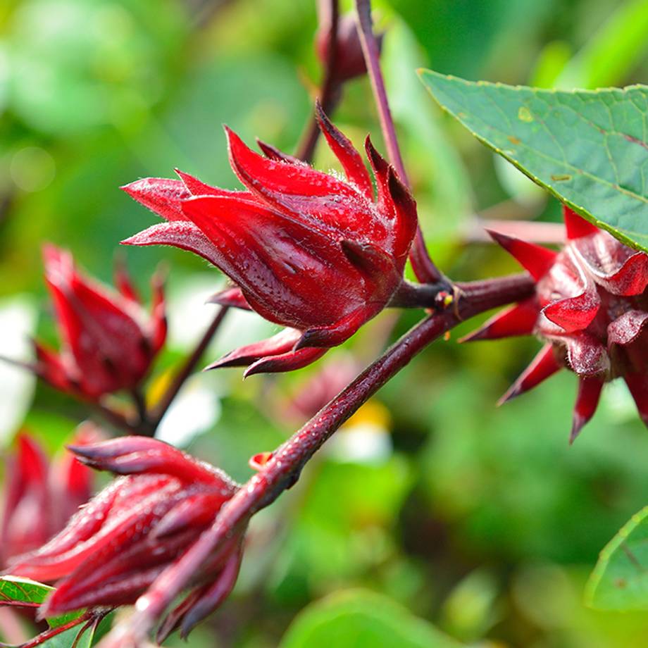 Hibiscus Calyces in a field