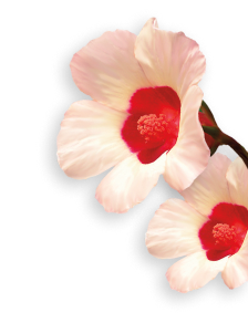 Hibiscus herb