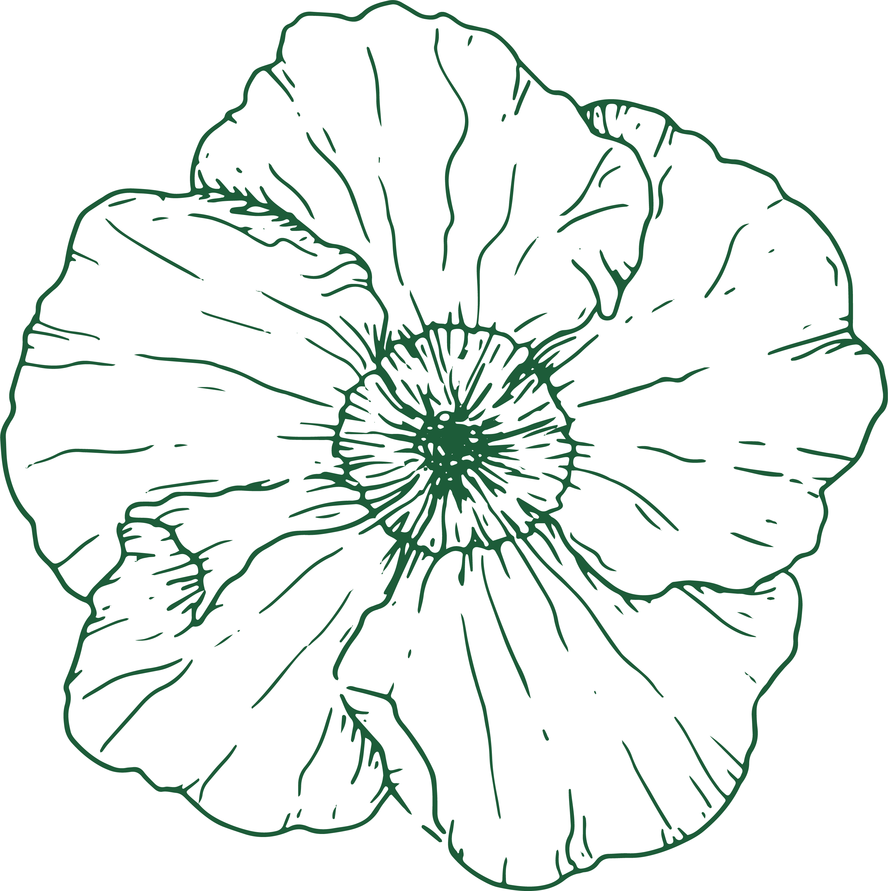 Hibiscus illustration