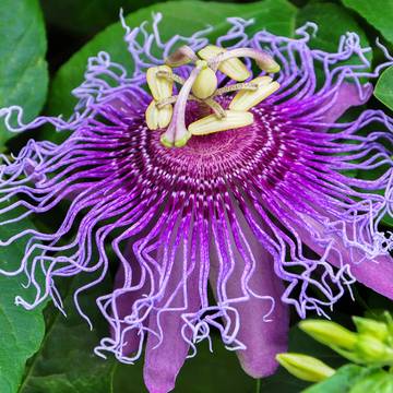 Passionflower Tea Beneficial to Relaxation and Sleep