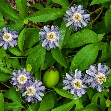 Passionflower Blossums - Tea Beneficial to Relaxation and Sleep