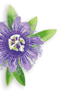 Passionflower herb