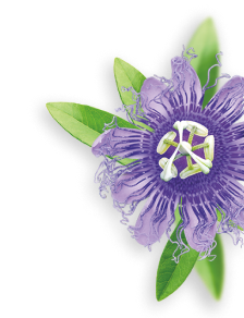 Passion flower herb