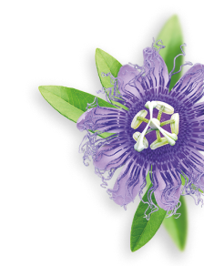 Passion flower herb