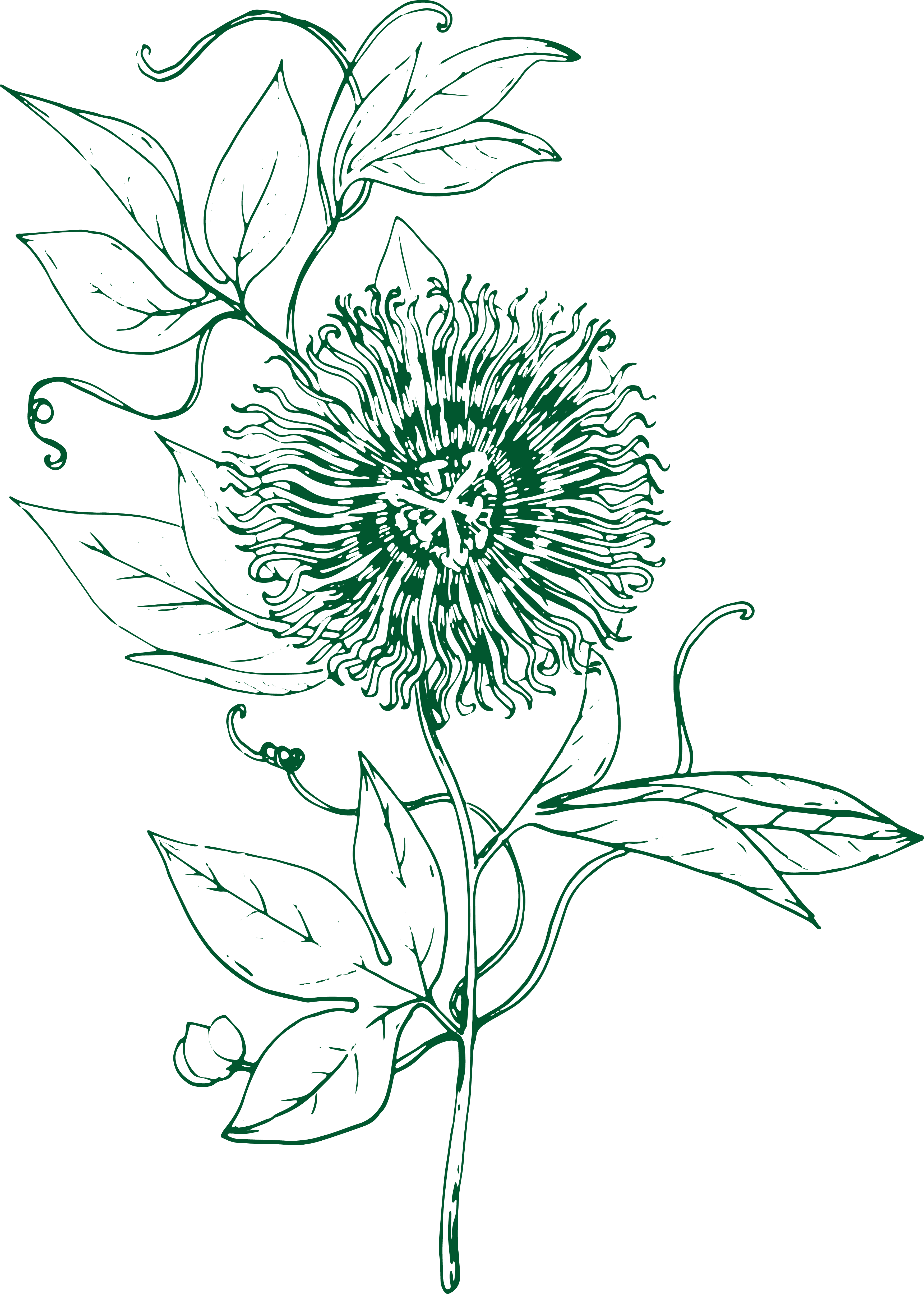 Passionflower illustration