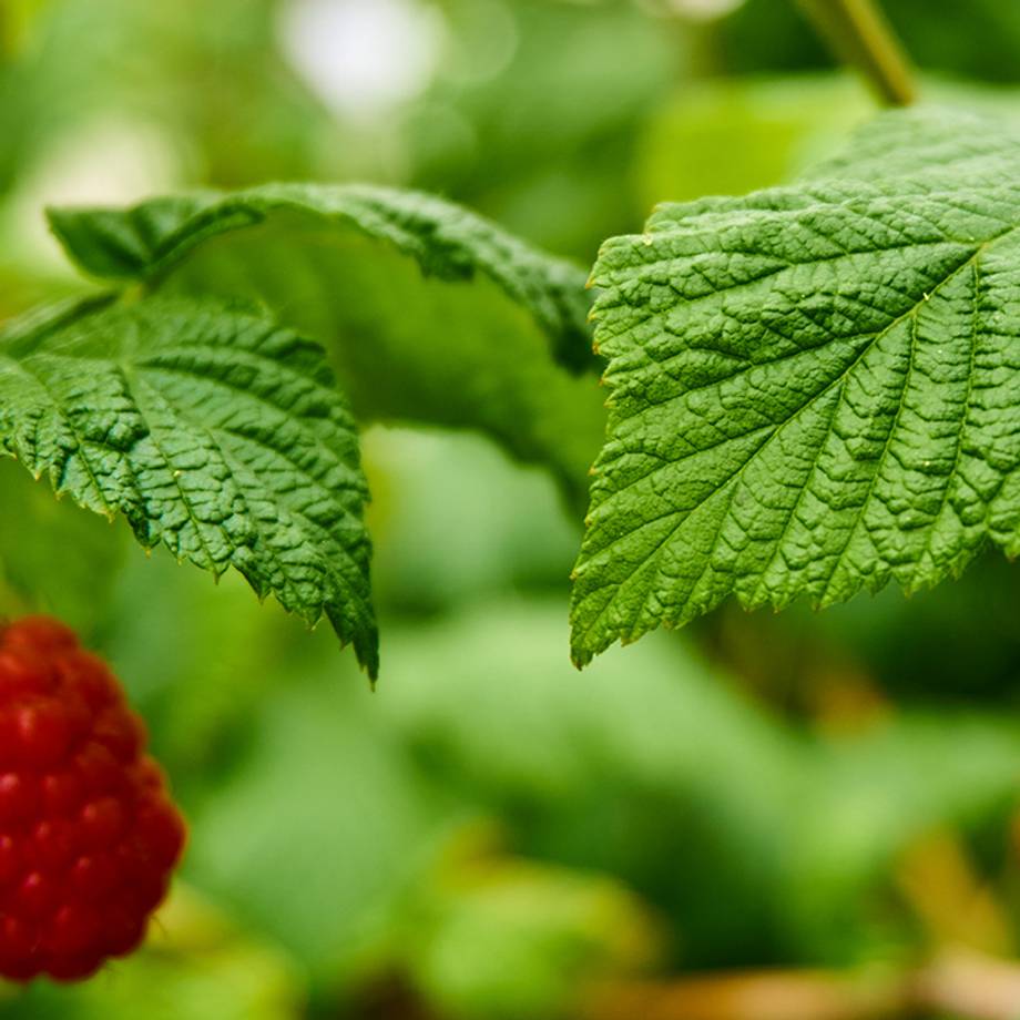 Raspberry Leaf and Vine - Tea Supports Womens Reproductive Health