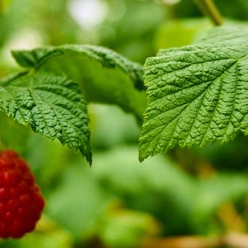 Raspberry Leaf and Vine - Tea Supports Womens Reproductive Health