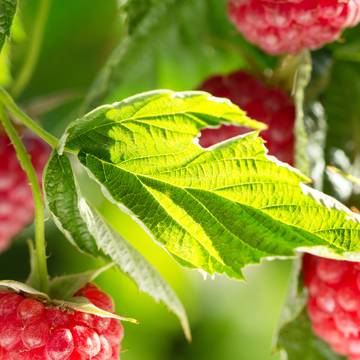 Raspberry Leaf and Vine - Tea Supports Womens Reproductive Health