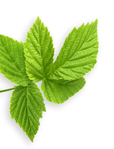Raspberry Leaf