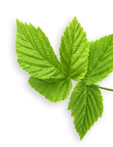 Raspberry Leaf herb