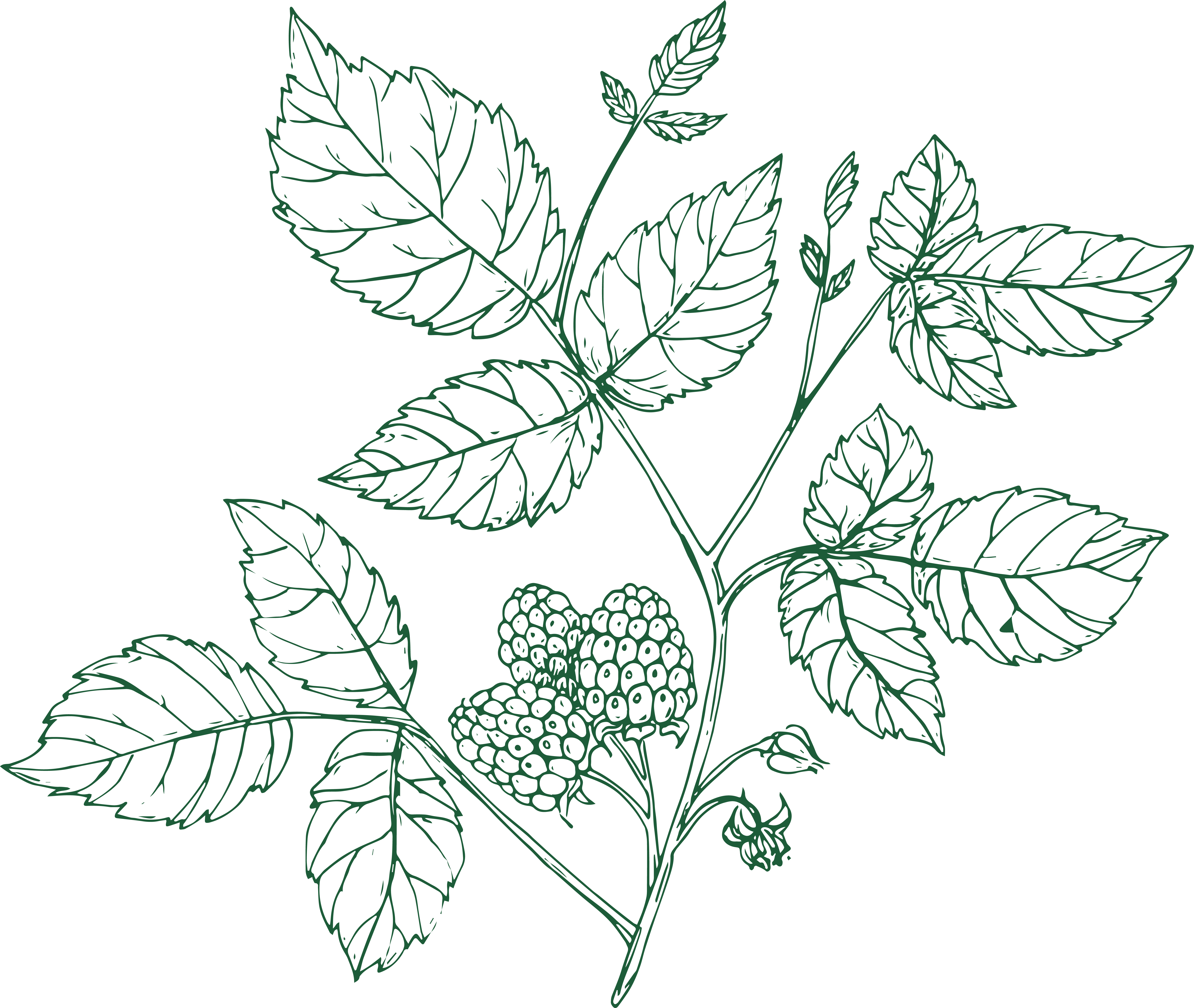 Raspberry leaf illustration