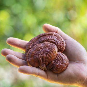 Hand Holding Reishi Mushroom