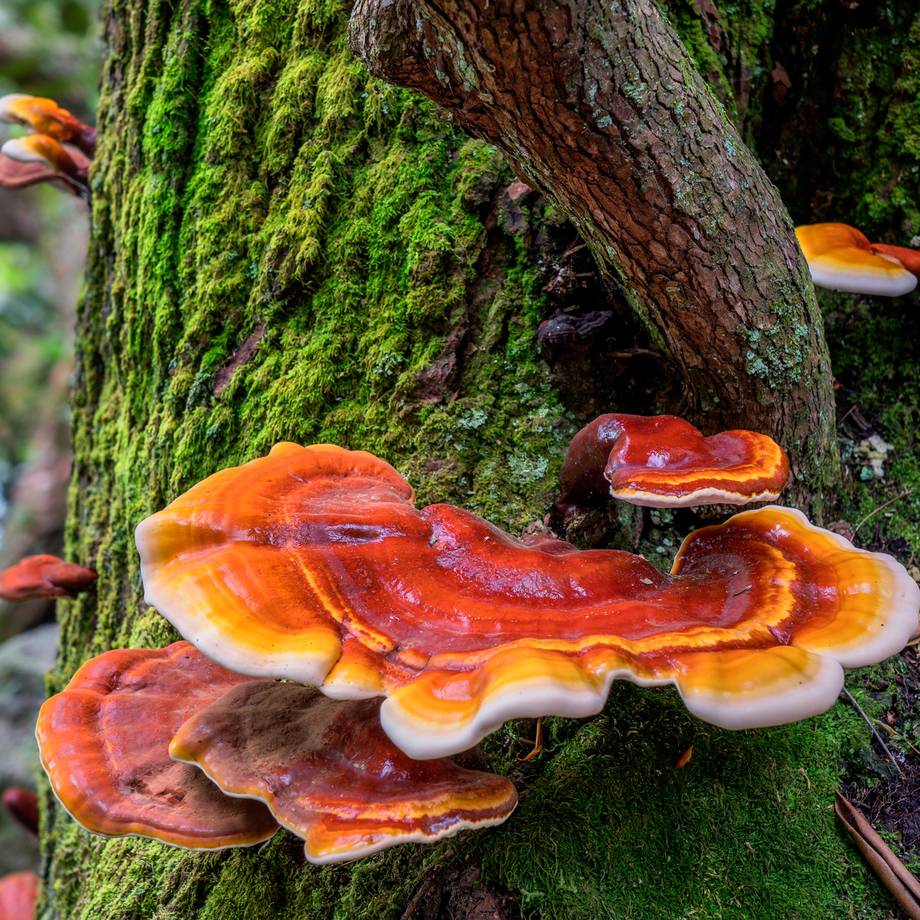 Hand Holding Reishi Mushroom