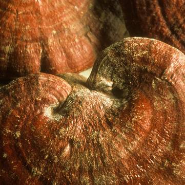 Reishi Mushroom Detail Close-Up