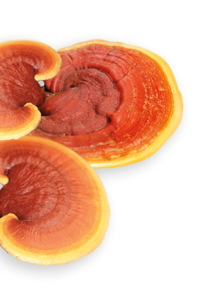 Reishi herb