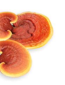 Reishi herb