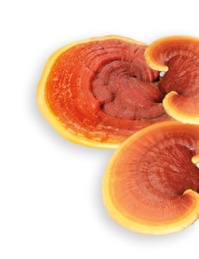 Reishi herb