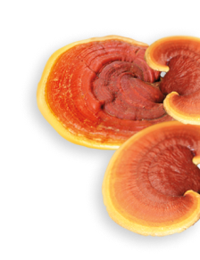 Reishi herb