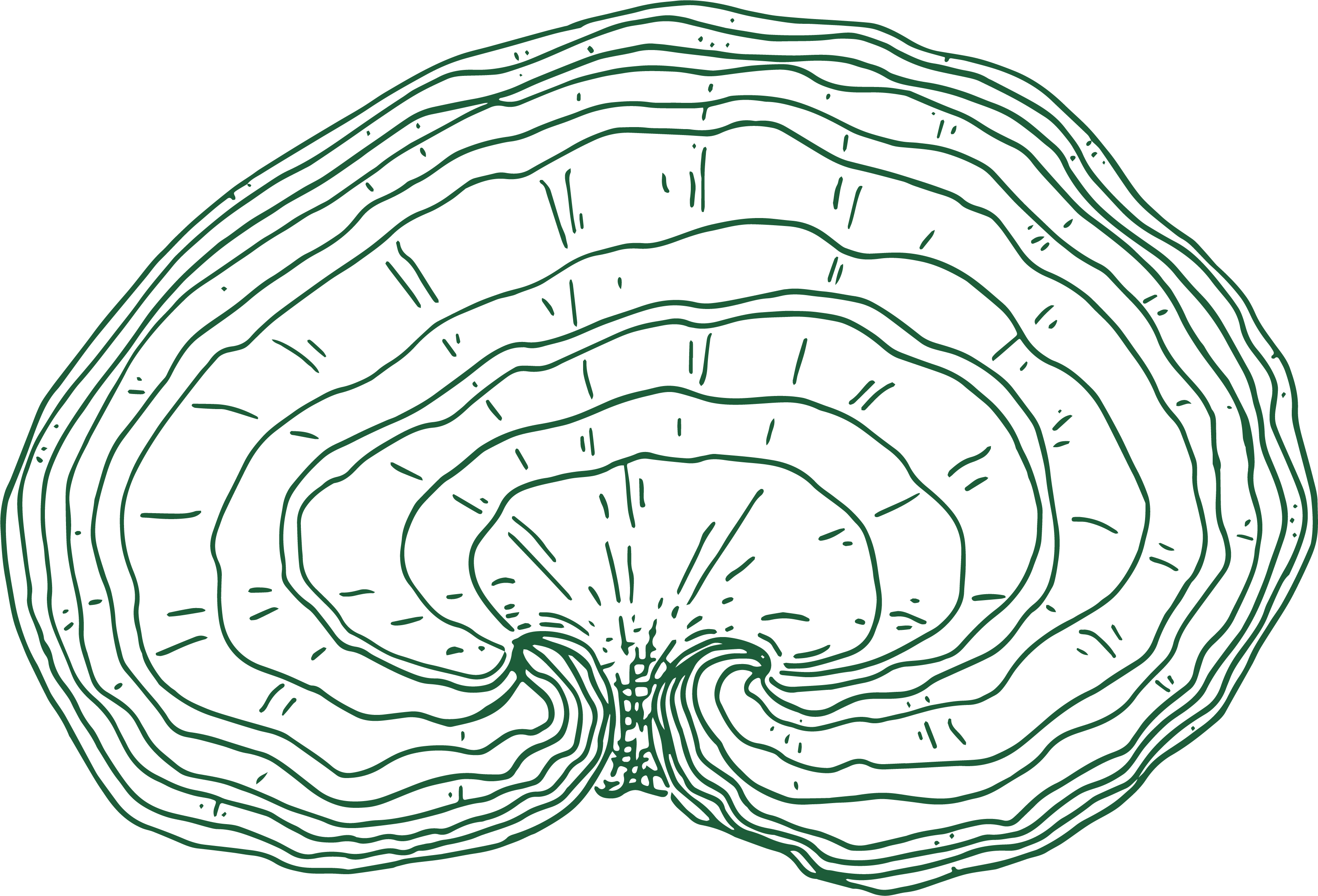 Reishi illustration