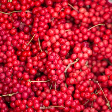 Schisandra Berries Harvested