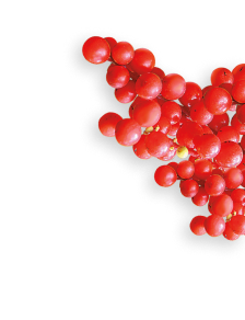 Schisandra Berry herb
