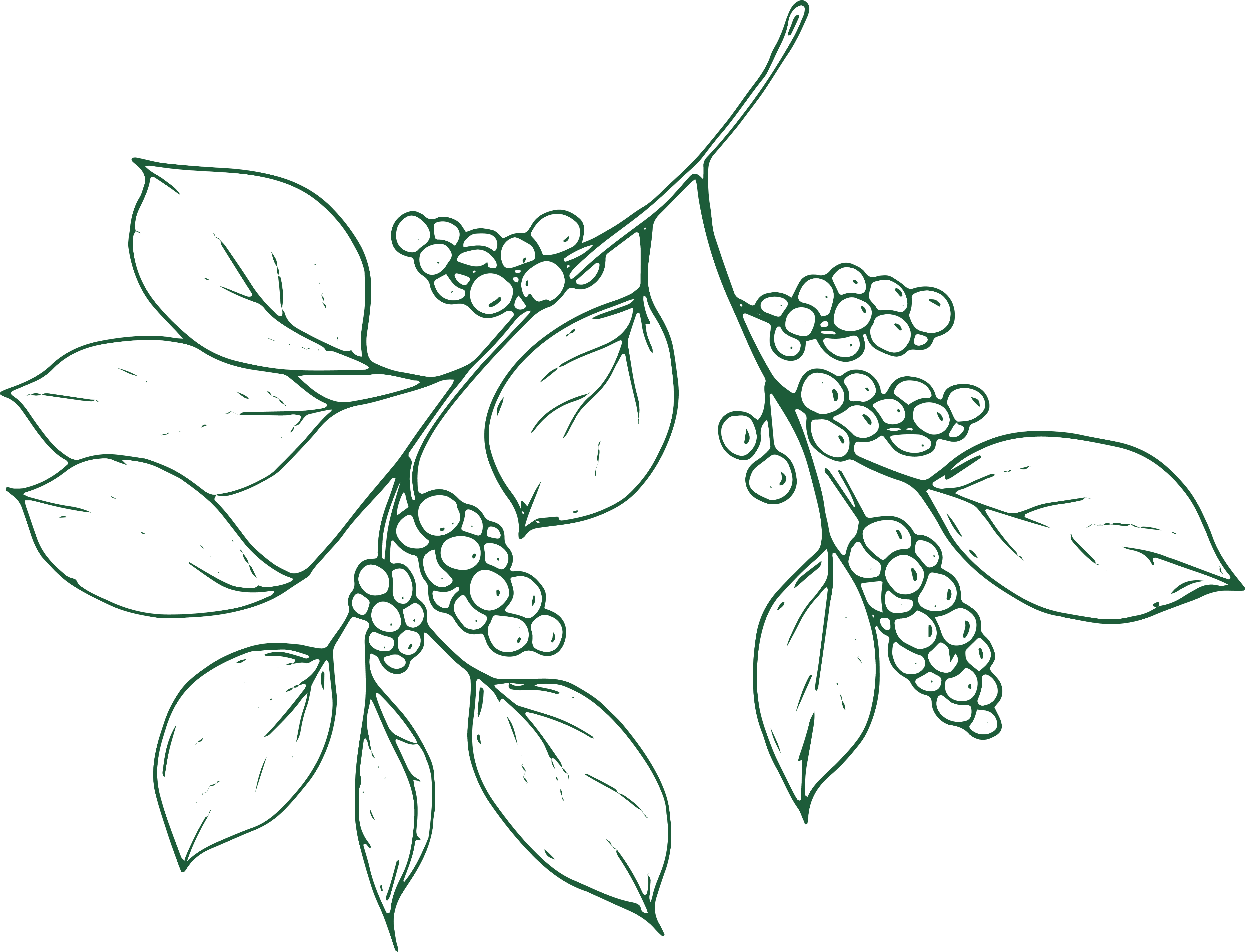 Schisandra Berry illustration
