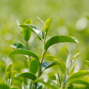 Close-up of Tea Leaf