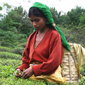 Woman Harvesting Tea Leaves