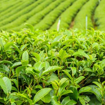 Green Tea Plants Growing in Rows in a Field
