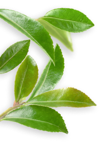 Green Tea Ginger plant