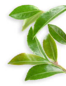 Green Tea Ginger plant