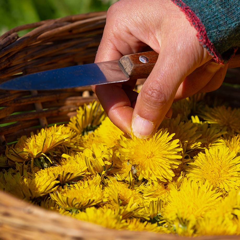 Dandelion Flowers in a Bowl