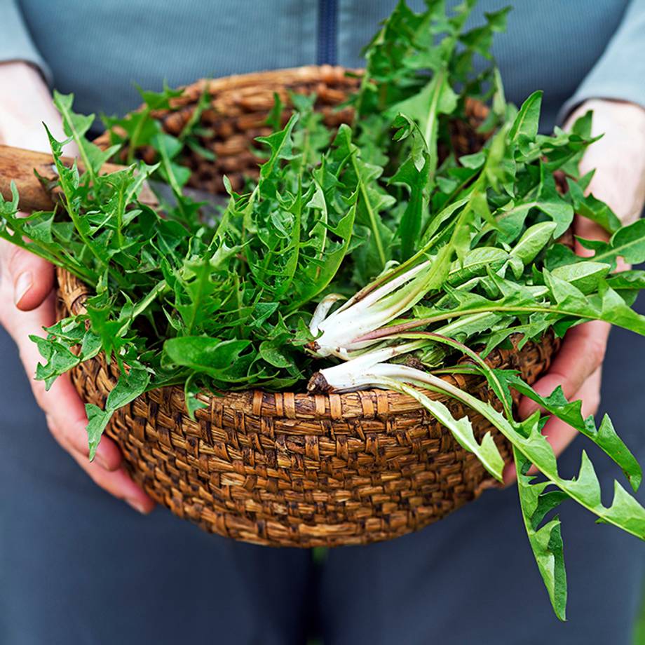 Dandelion Flowers in a Bowl