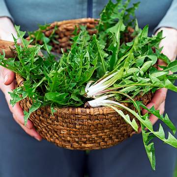 Dandelion Leaves & Roots held by Hands in a Basket