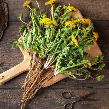 Dandelion Plants with Flowers, Leaves & Roots on a Cutting Board