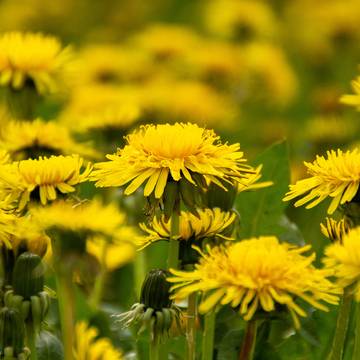 Dandelion Flowers in a Field