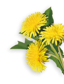 Dandelion herb