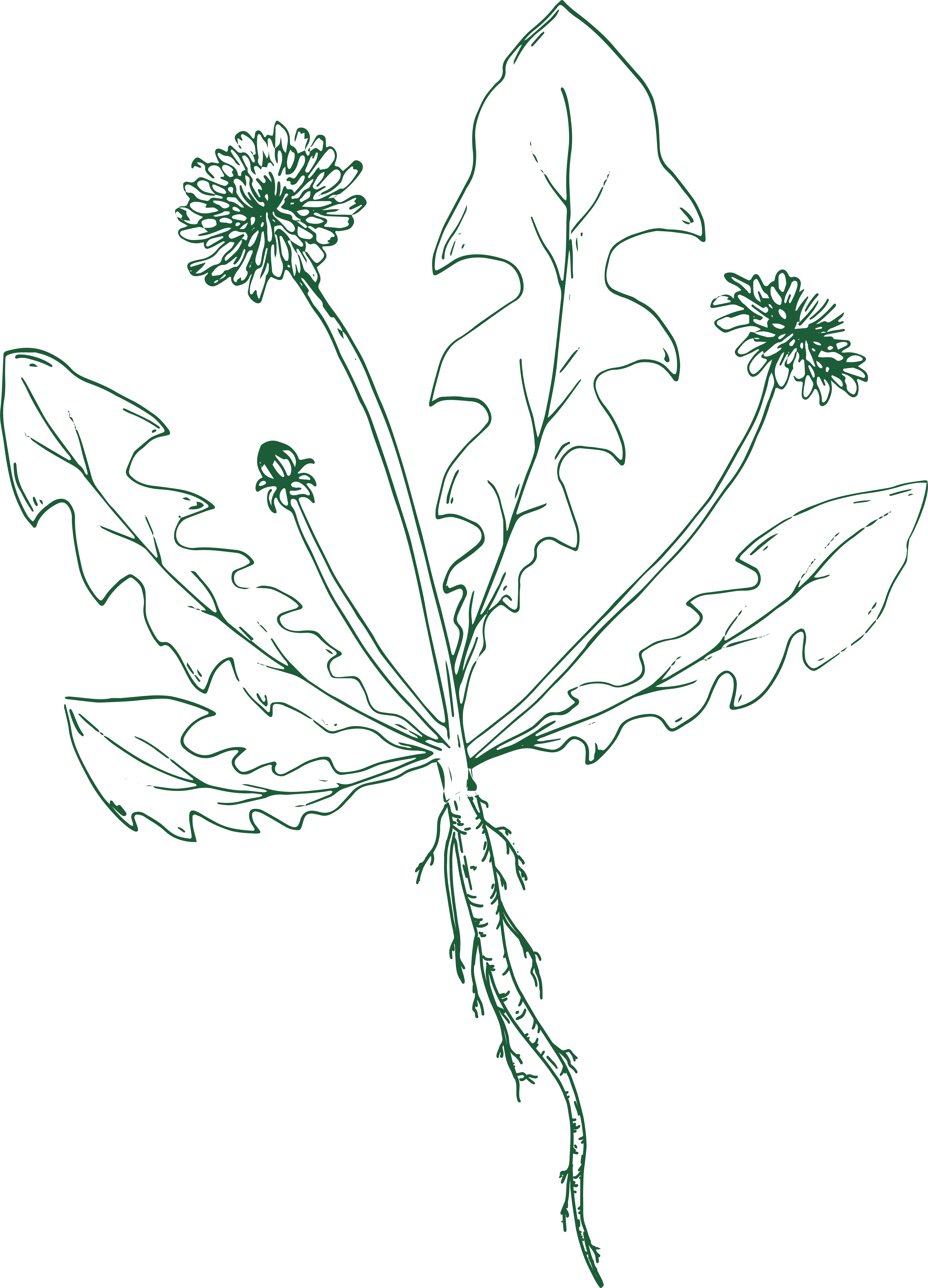 Dandelion illustration