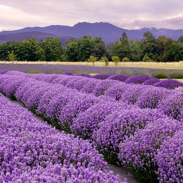 Lavender Bushes Growing in a Field