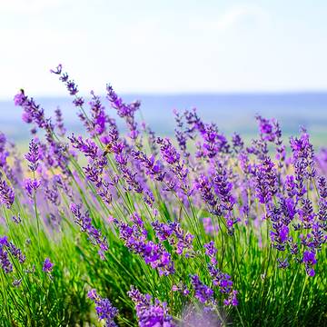 Lavender Bush with Flowers