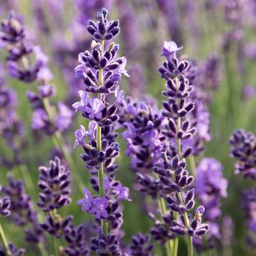 Lavender Bush with Flowers Detail Close-Up