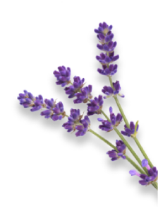 lavender herb