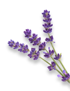 lavender herb