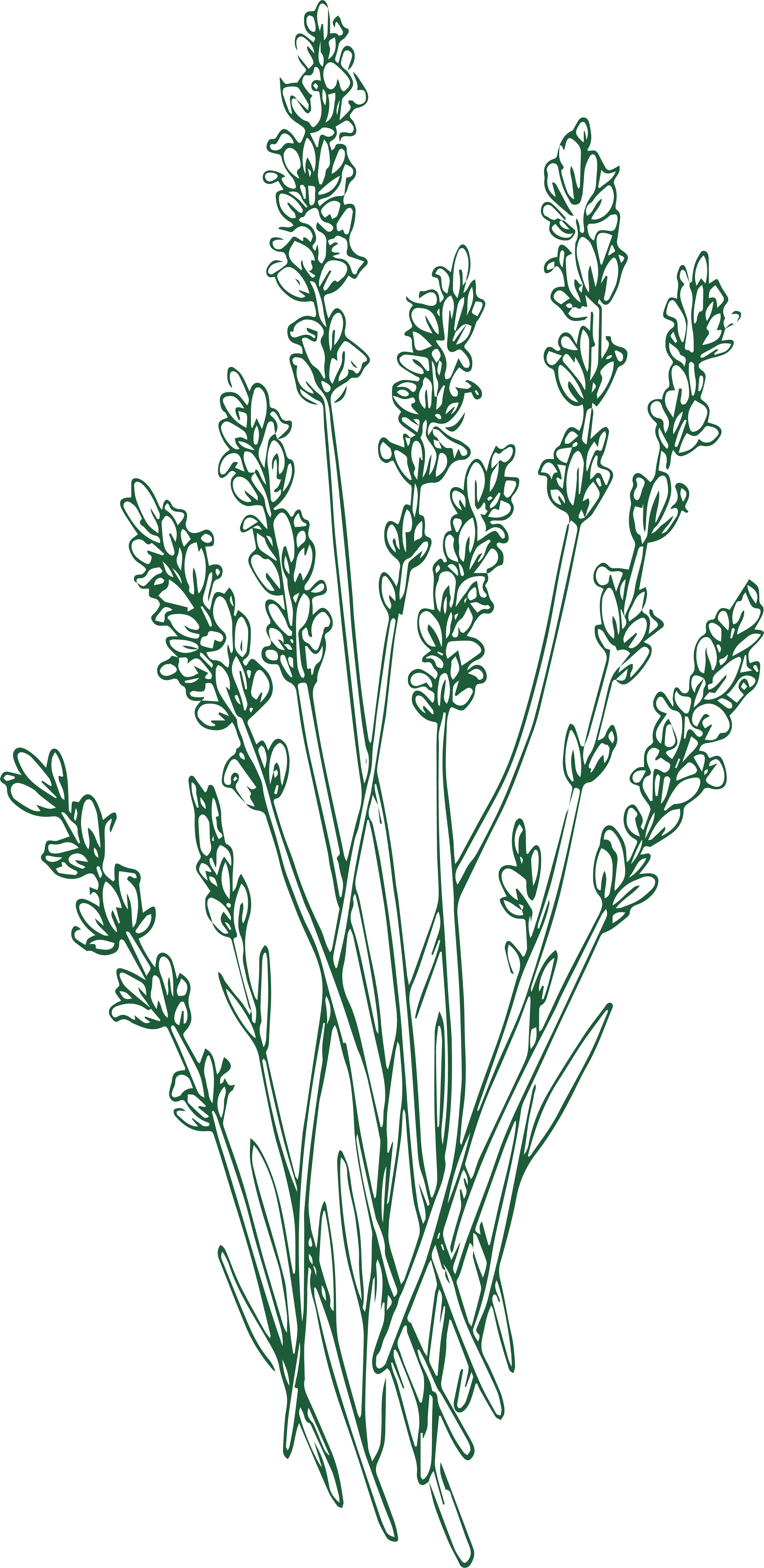 Lavender illustration