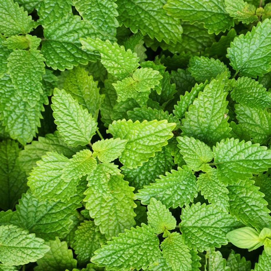 Lemon Balm Leaves