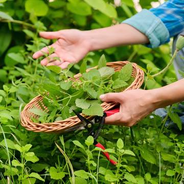 Lemon Balm Leaves being Collected by Hand in a Basket