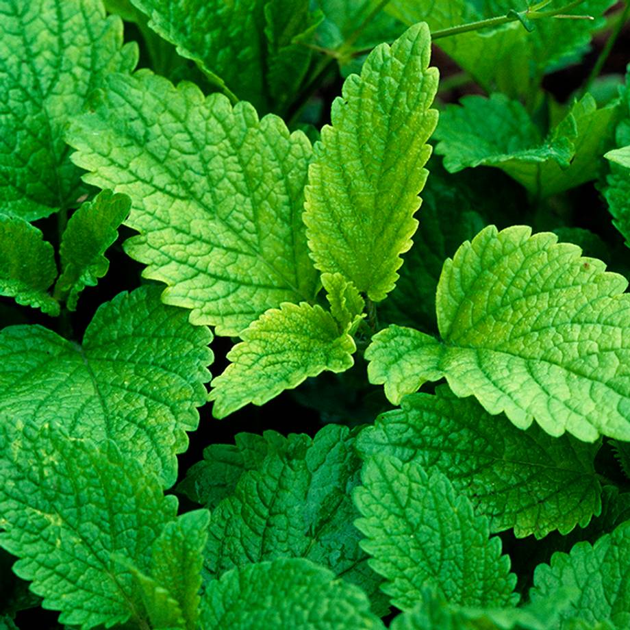 Lemon Balm Leaves