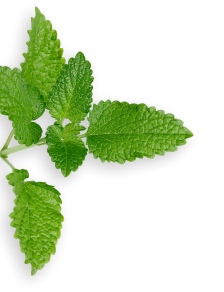 lemon balm herb