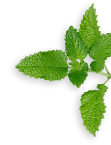 lemon balm herb